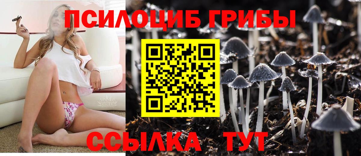 Псилоцибиновые грибы Psilocybine cubensis Кемерово